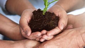 Hands holding a sapling